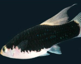 Black and White Platy