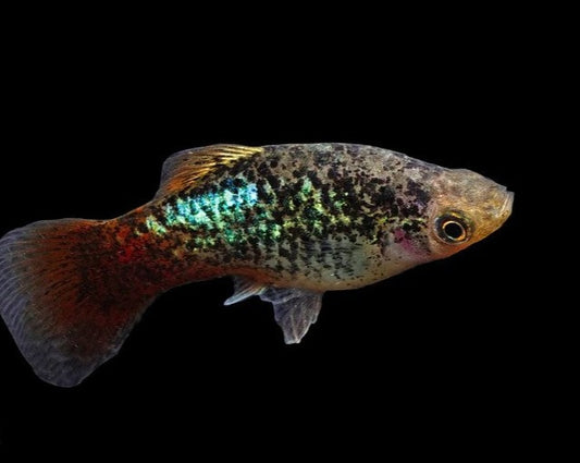 Blue Coral Platy