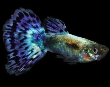 Elephant Ear Blue Guppy – THE EVOLVED FISH