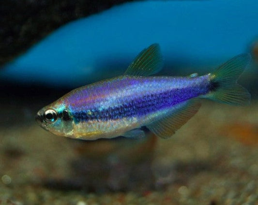 Blue Emperor Tetra