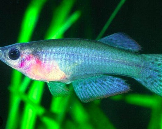 Blue Green Lampeye Killifish