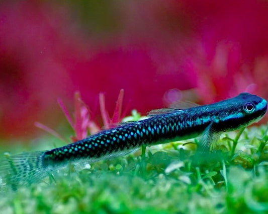 Blue Neon Goby