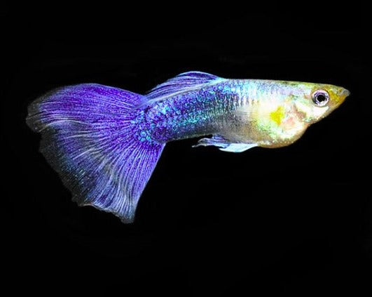 Blue Tail Male Guppy