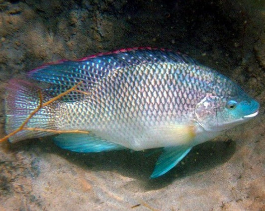Oreochromis Aureus "Blue Tilapia"