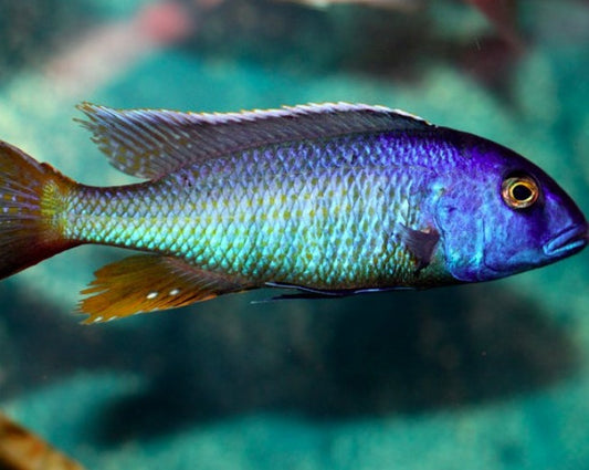 Buccochromis Spectabilis