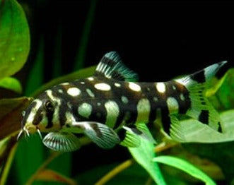 Burma Border Loach