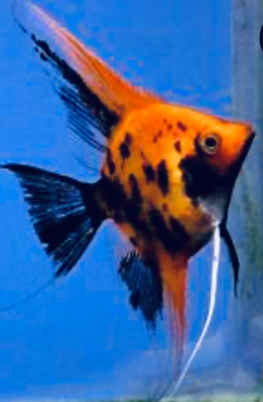 Pterophyllum scalare “Koi Premium High Coverage Orange Angel”