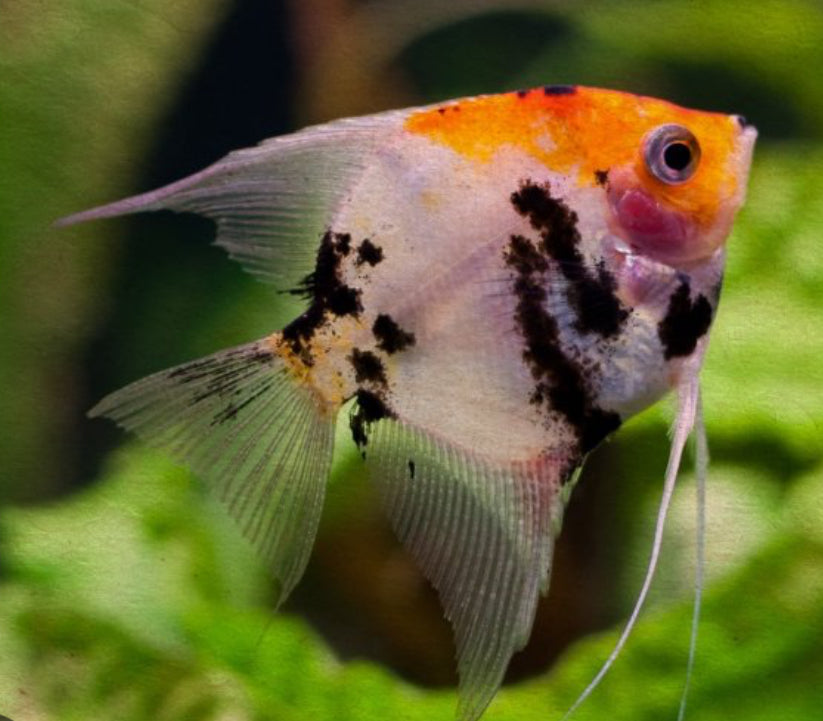 Pterophyllum scalare “koi angel”