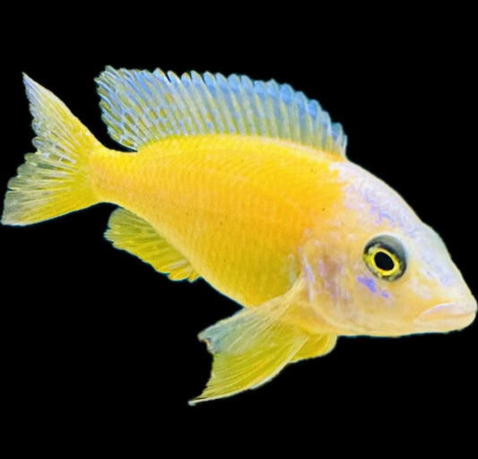 Aulonocara sp. “Lemon Peel”