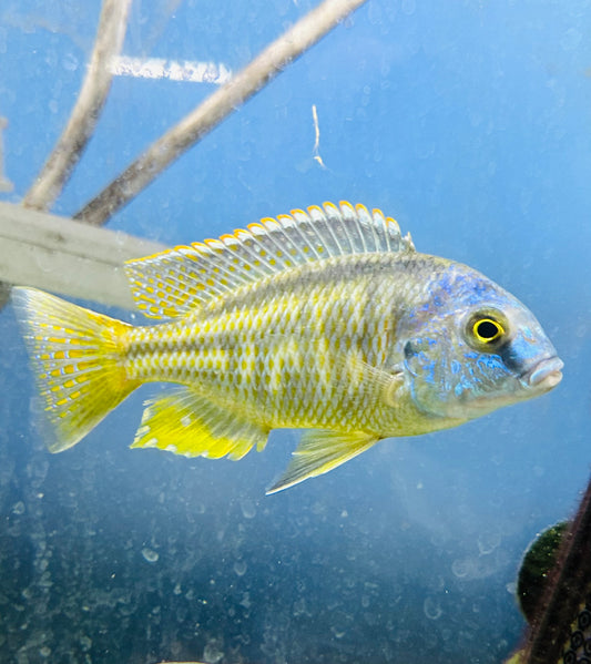 Buccochromis rhoadesii (M)