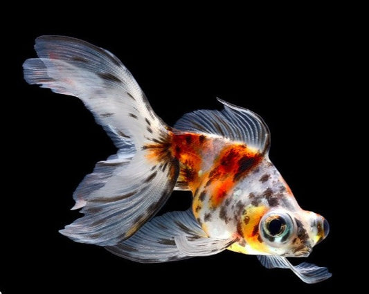 Calico Moor Goldfish