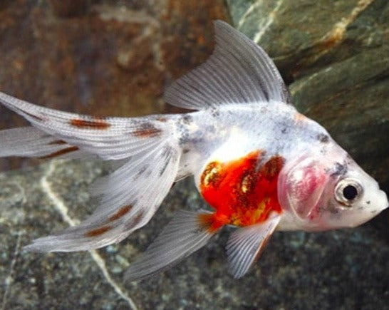 Calico Butterfly Goldfish – The Evolved Fish