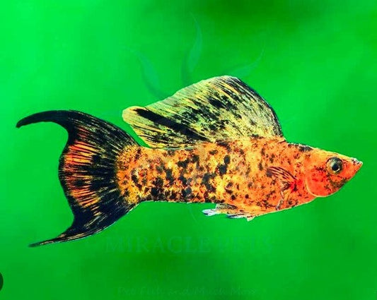 Calico Lyretail Molly