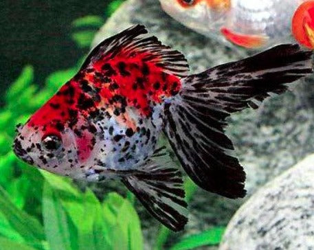Calico Ryukin Goldfish