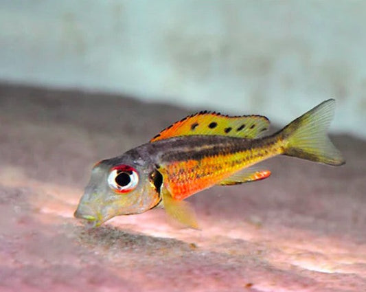 Callochromis Melanostigma