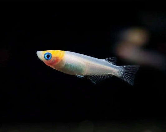 Cardinal Lampeye Ricefish