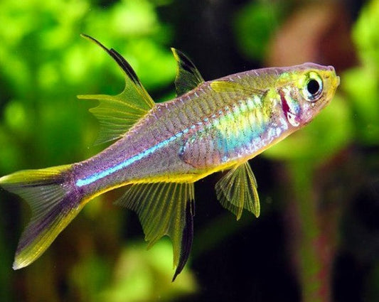 Celebes Rainbow