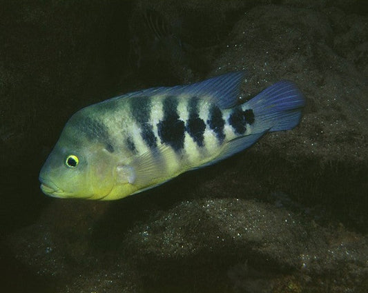 Amphilophus Chancho