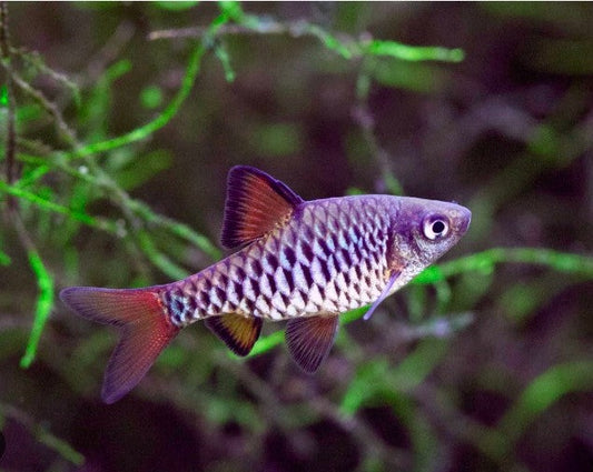 Checker Barb
