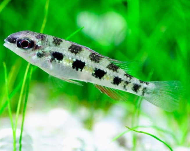 Crenicara Punctulata "Checkerboard Cichlid"