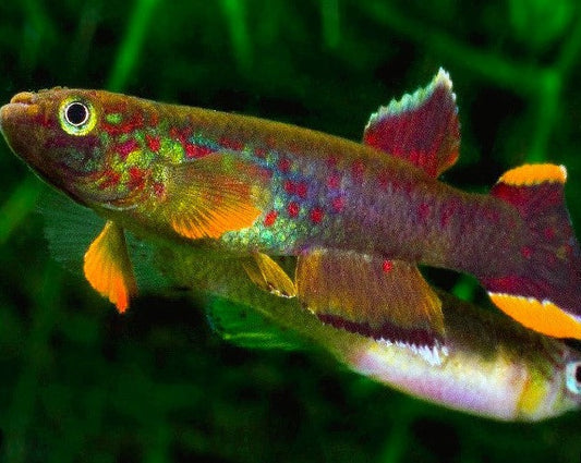 Chocolate Australe Killifish