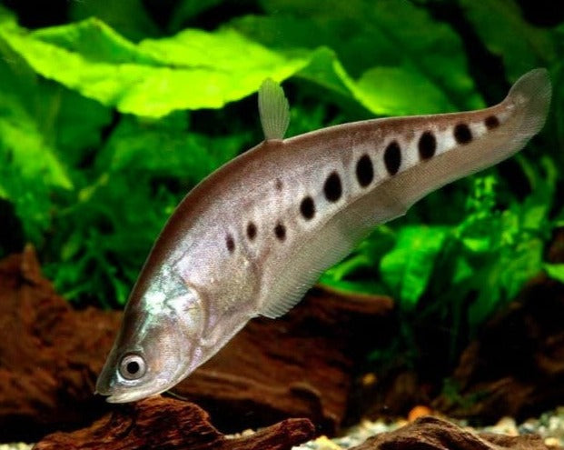 Clown Knifefish