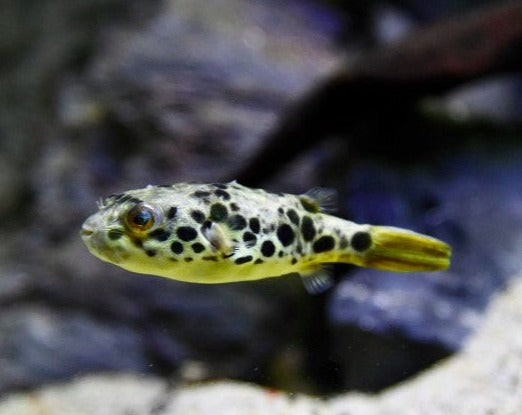 Congo Leopard Pufferfish – THE EVOLVED FISH