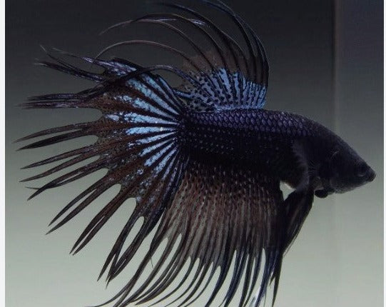 Crowntail Black Orchid King Male Betta