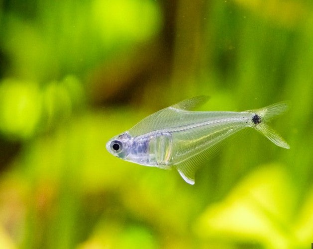 Crystal Tetra