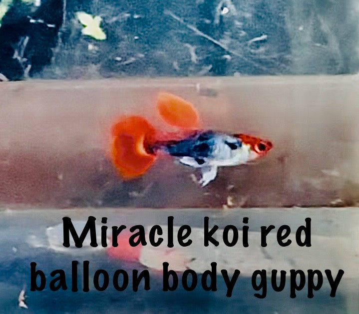 Miracle koi red balloon body