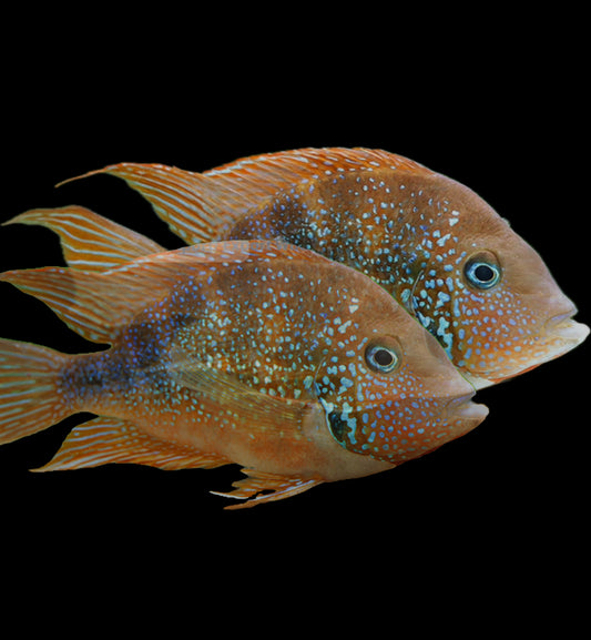Thorichthys aureus “Blue Flash”