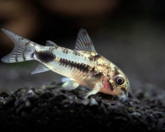 Dainty Cory