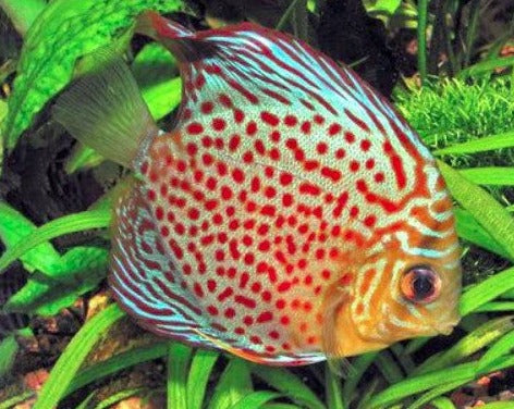 Symphysodon Aequifasciatus "Leopard"