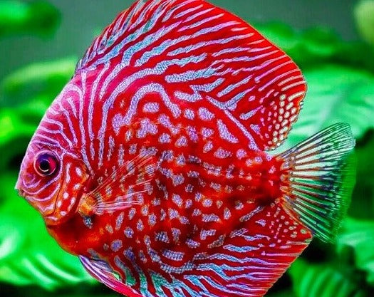 Symphysodon Aequifasciatus "Leopard Snakeskin"