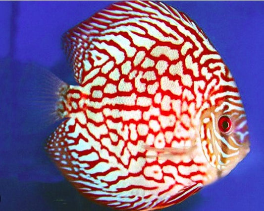 Symphysodon Aequifasciatus "Pigeon Checkerboard"