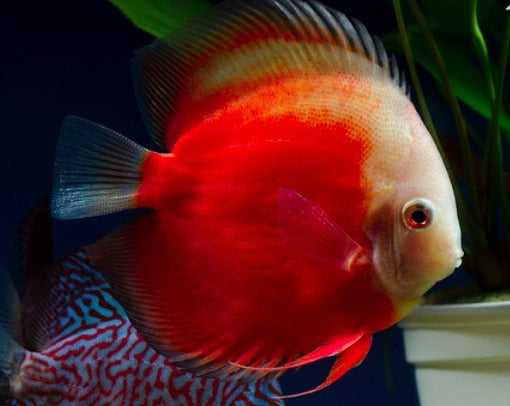 Symphysodon Aequifasciatus "Red Cover"