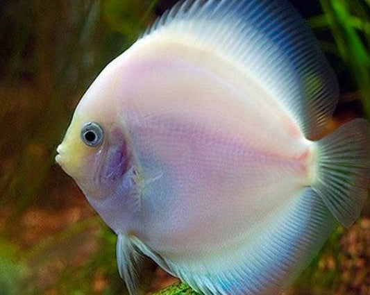 Symphysodon Aequifasciatus "Snow White"