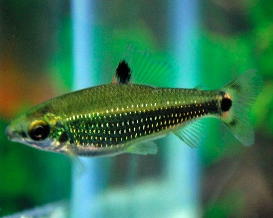 Dwarf Green Distichodus