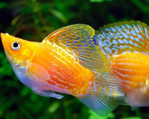 Dwarf Molly