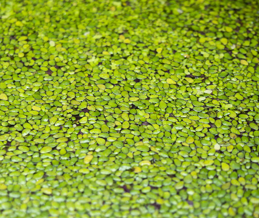 Floating, “Duckweed”