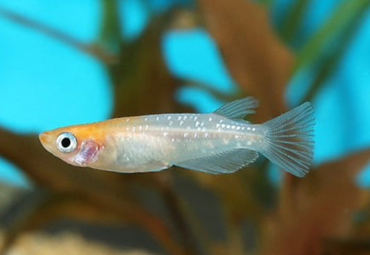 "Kohaku Lamé Medaka Ricefish"