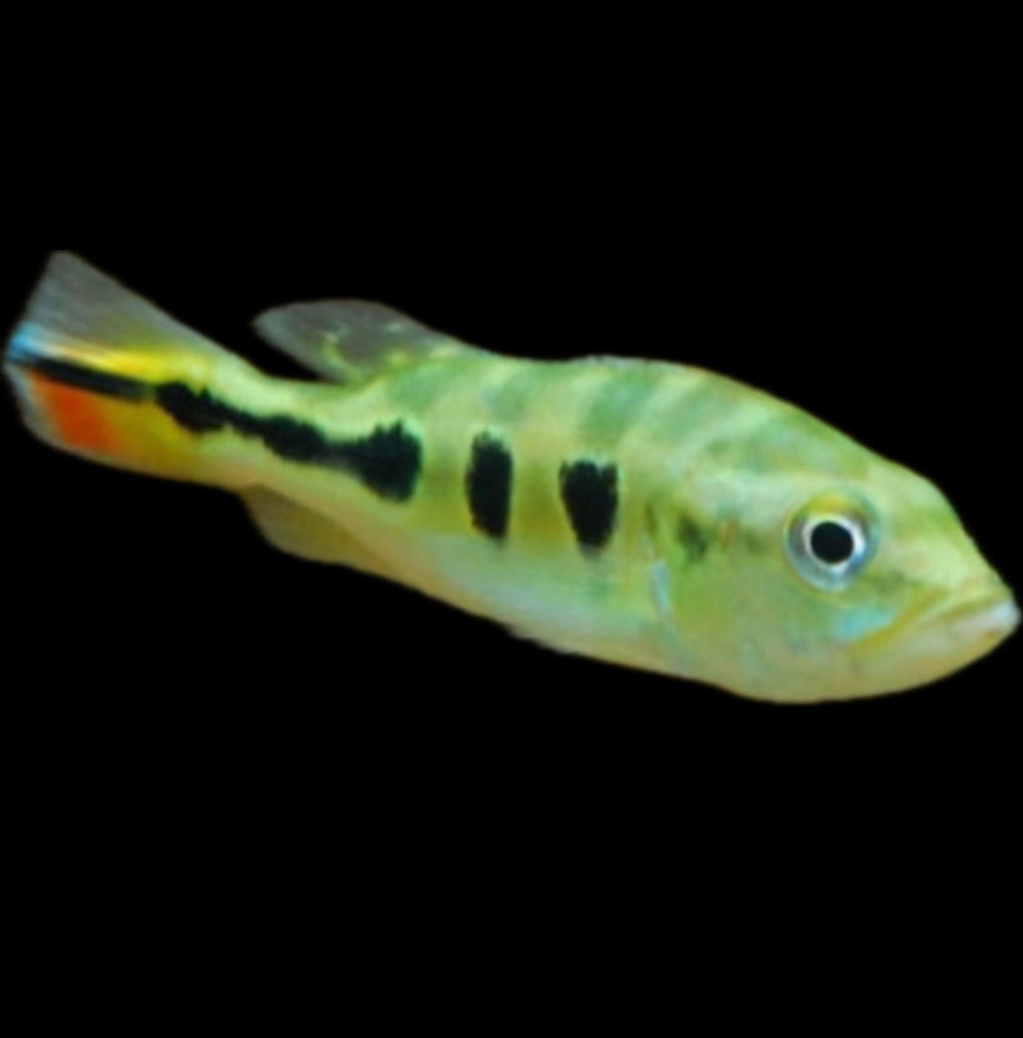 Cichla monoculus “mono” – THE EVOLVED FISH