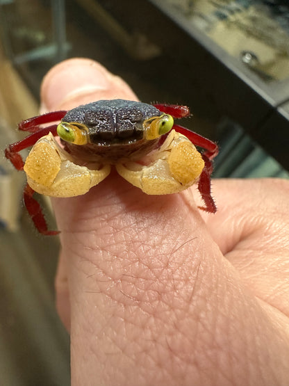 White claw mandarin vampire crab