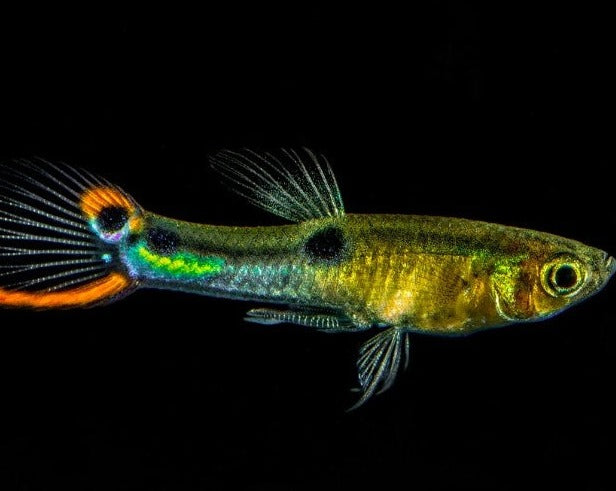 El Dorado Endler – THE EVOLVED FISH