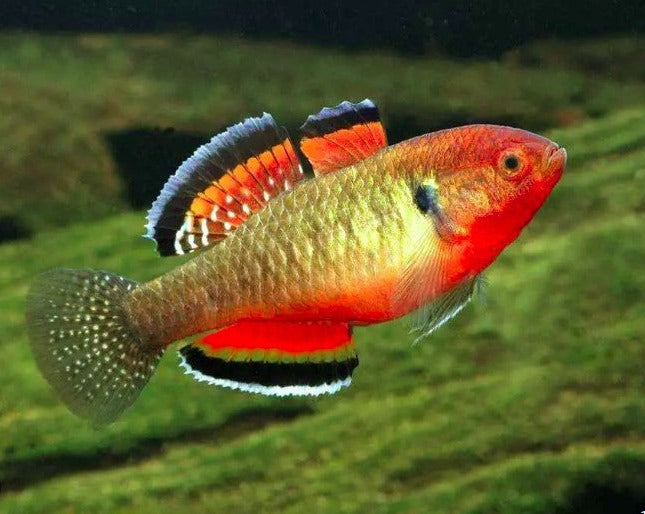 Gujien Fish Empire Gudgeon – THE EVOLVED FISH