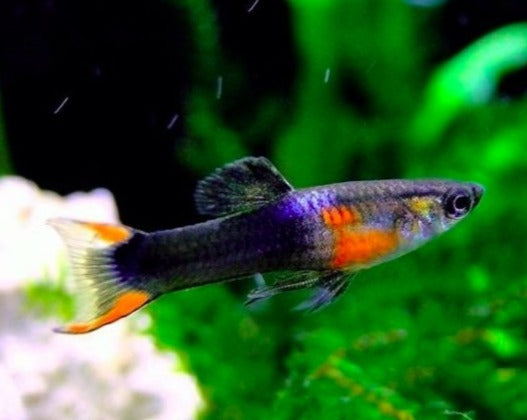 Black Fire Endler – THE EVOLVED FISH