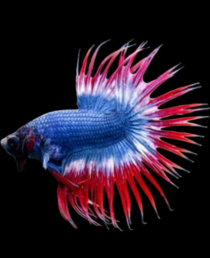 Flag crowntail