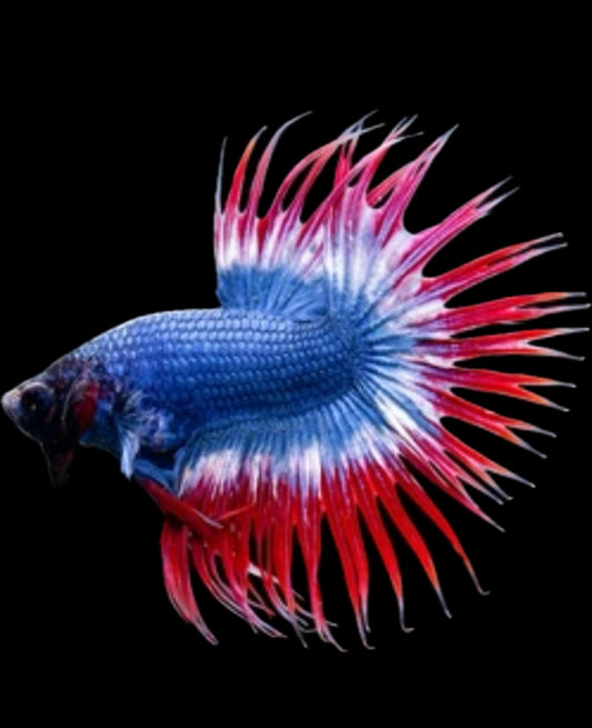 Flag crowntail