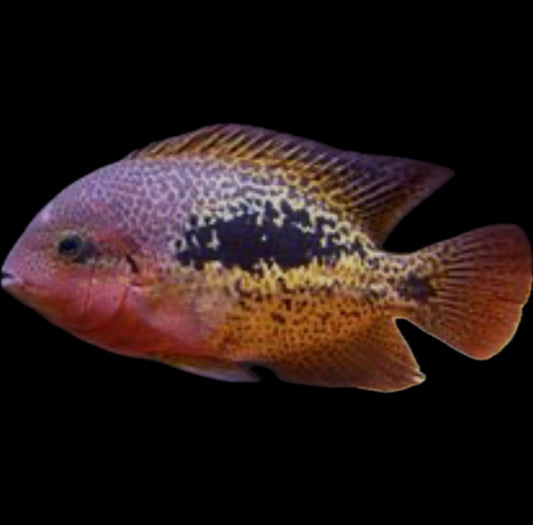 Vieja bifasciata
“Red-spotted Cichlid”