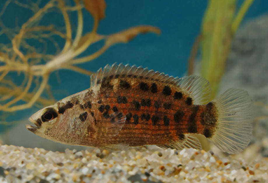 “Spotted badis” Badis assamensis